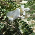 Astragalus tragacantha flower picture by Llandrich anna (cc-by-sa)