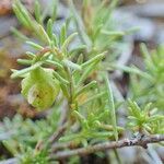 Fumana procumbens habit picture by Yoan MARTIN (cc-by-sa)