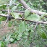Commiphora madagascariensis leaf picture by BY195110119 Personal Accounting (cc-by-sa)