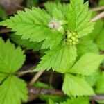 Rubus pubescens leaf picture by Pascal Guerin (cc-by-sa)
