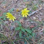 Hieracium sabaudum habit picture by Michael Andresek (cc-by-sa)