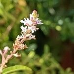 Aloysia citrodora flower picture by Alain Lagrave (cc-by-sa)
