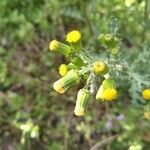 Senecio vulgaris flower picture by Cristian Zanella Cristian Zanella (cc-by-sa)