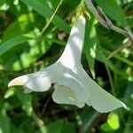 Mandevilla laxa flower picture by Trap Hers (cc-by-sa)