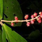 Miconia simplex fruit picture by Nelson Zamora Villalobos (cc-by-nc)