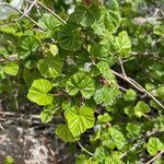 Rubus deliciosus leaf picture by Daniel Gonzales (cc-by-sa)