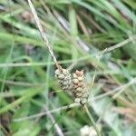 Carex tomentosa fruit picture by Jacques Maréchal (cc-by-sa)