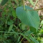 Bupleurum rotundifolium leaf picture by Hervé Ramone (cc-by-sa)