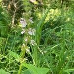 Stachys pilosa flower picture by sherry gray (cc-by-sa)