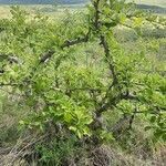 Combretum molle habit picture by Leigh Winowiecki (cc-by-sa)