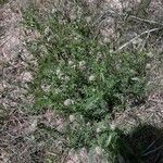 Tephrosia virginiana habit picture by Eli Small (cc-by-sa)