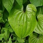 Dioscorea bulbifera leaf picture by Steve FAAEVA (cc-by-sa)