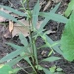 Solidago caesia leaf picture by Helen (cc-by-sa)