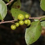 Xylosma horrida fruit picture by Nelson Zamora Villalobos (cc-by-nc)