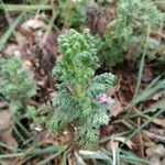 Teucrium botrys leaf picture by Karl-Heinz Riedinger (cc-by-sa)