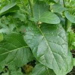 Nicotiana rustica leaf picture by Karl-Heinz Riedinger (cc-by-sa)