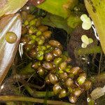 Potamogeton nodosus fruit picture by Groupe Botanique de Bruxelles (cc-by-sa)