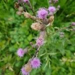 Cirsium arvense flower picture by Steve Vincent (cc-by-sa)