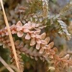 Selaginella helvetica fruit picture by Yoan MARTIN (cc-by-sa)