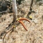 Alnus serrulata flower picture by Thierry Thierry Bessière (cc-by-sa)