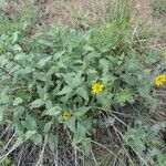 Helianthus pumilus habit picture by Jack Pommer (cc-by-sa)