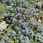 Jasione crispa habit picture by Iglesias Panés Josep Maria (cc-by-sa)