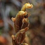 Gonatostylis vieillardii flower picture by Richard Chesher (cc-by-sa)