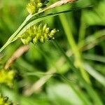 Carex pallescens flower picture by Stoegerer Franz (cc-by-sa)