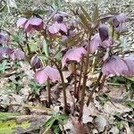 Helleborus purpurascens flower picture by eszter24 (cc-by-sa)
