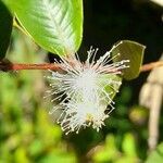 Blepharocalyx salicifolius flower picture by Trap Hers (cc-by-sa)