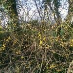 Cornus mas habit picture by Gaël Herve (cc-by-sa)