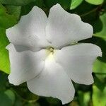 Thunbergia fragrans flower picture by Trap Hers (cc-by-sa)