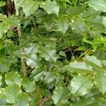 Pterocarpus indicus leaf picture by SMP Negeri 4 Ngrayun (cc-by-sa)