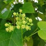 Jatropha curcas flower picture by JP Lapid (cc-by-sa)