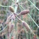 Equisetum ramosissimum fruit picture by Manuel Nieto (cc-by-sa)