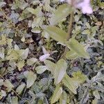 Stachys floridana leaf picture by Chris Griggs (cc-by-sa)