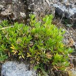 Niphogeton josei habit picture by Fabien Anthelme (cc-by-sa)