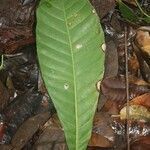 Gustavia augusta leaf picture by R. Tournebize (cc-by-sa)