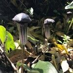 Arisarum vulgare flower picture by jac volbeda (cc-by-sa)