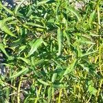 Gymnocoronis spilanthoides habit picture by Trap Hers (cc-by-sa)