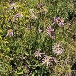 Aster amellus habit picture by Rossen Vassilev (cc-by-sa)