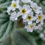 Heliotropium europaeum flower picture by Sergio costantini (cc-by-sa)