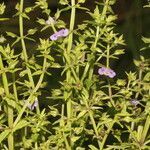 Bacopa laxiflora flower picture by Nelson Zamora Villalobos (cc-by-nc)