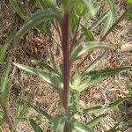Oenothera elata leaf picture by gutierrez mauricio (cc-by-sa)