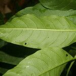 Cestrum racemosum leaf picture by Nelson Zamora Villalobos (cc-by-nc)