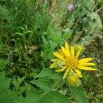 Silphium integrifolium flower picture by Joshua Kuykendall (cc-by-sa)