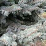 Picea pungens habit picture by Andreas Ernst Neuwirth (cc-by-sa)