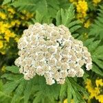 Tanacetum macrophyllum flower picture by Žamboch Jan (cc-by-sa)