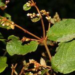 Heteropterys brachiata leaf picture by Nelson Zamora Villalobos (cc-by-nc)
