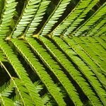 Cojoba arborea leaf picture by Nelson Zamora Villalobos (cc-by-nc)